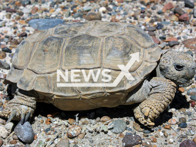 Argentine land turtle, the collection for the pet trade, wildfires and land use change put it in a very vulnerable situation. Note: Photo from press statment.  (CONICET-Luciano Avila/Newsflash)