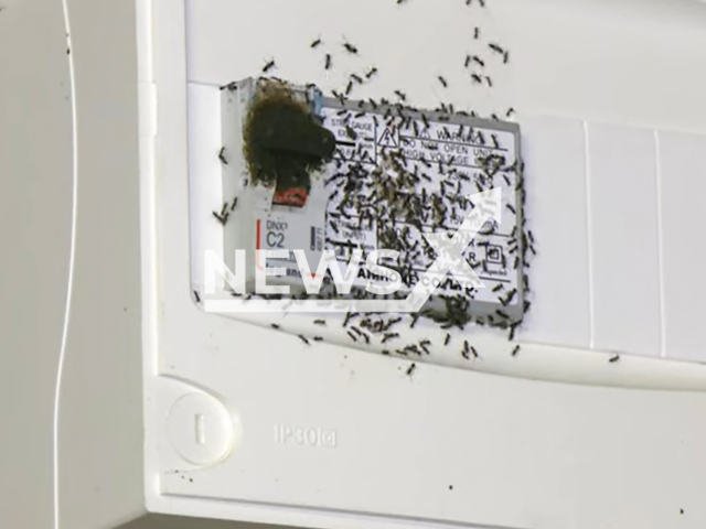 Illustrative image appears to shows the Tapinoma magnum ants, undated. They are continuing to spread in Germany. Note: Image is a screenshot from news media video. (Newsflash)