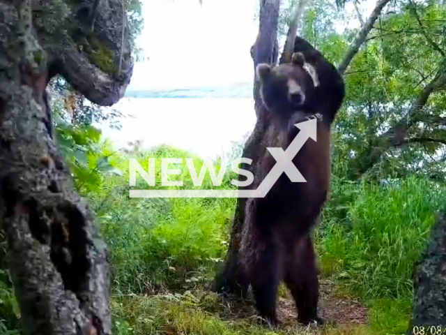 Brown bear dances as it scratches bum against a tree in Kronotsky Nature Reserve, Russia, undated. The Kronotsky State Nature Reserve shared the footage on Tuesday, 17 September, 2024. Note: Photo a is screenshot from a video(Kronotsky State Nature Reserve/Newsflash)