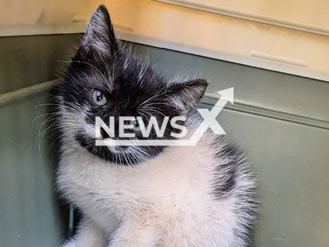 Photo shows a kitten pulled out by rescuers from the pipe in Moscow, Russia on Sunday, Sep. 15, 2024. The kitten looks like Hercule Poirot. Note: Licensed emergency photo. (@spasrezerv/Newsflash)