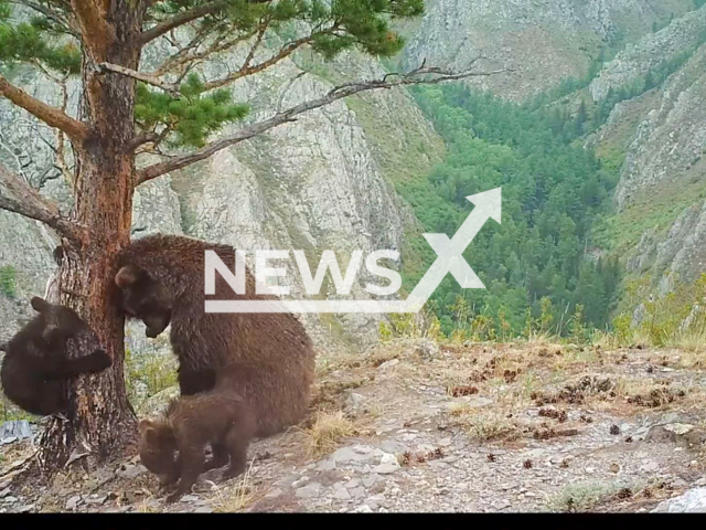 Footage shows a mother bear with two newborn cubs in the Sayano-Shushenski Nature Reserve of the West Sayan Mountains of south Siberia, Russia on Thursday, Sep. 19, 2024. The cubs actively explored the world: climbed a tree, scratched the bark, played with fir cones. Note: Photo a is screenshot from a video(Sayano-Shushenski Nature Reserve/Newsflash)