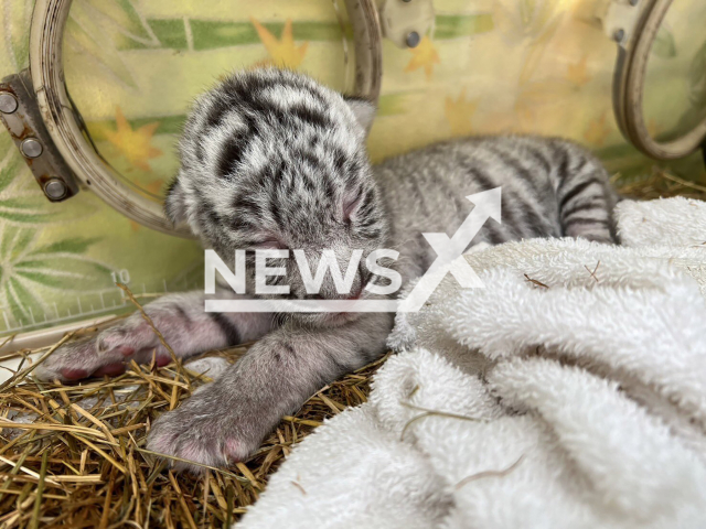 Photo shows one of the white tiger cubs born at Izu Animal Kingdom, in Higashiizu, Japan, undated. The cubs were born at the zoo on Thursday, 12 September, 2024. Note: Licensed photo. (@izu_anikin/Newsflash)