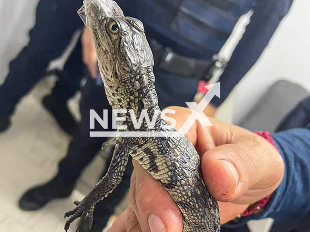 Photo shows a baby crocodile that was found on the platforms of the Mexico City Metro in Mexico City, Mexico, on Sunday, 22 September, 2024. Another baby crocodile was rescued from the metro the previous day (SAT). Note: Picture is taken from social media. (@Gposiadeoficial/Newsflash)