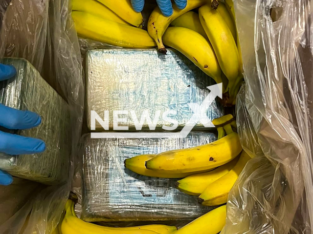 Picture shows cocaine packed in fruit box, undated. Employees of several Aldi branches  discovered cocaine packages among the banana deliveries in Rhineland, Germany. Note: Police photo taken from local media. (Moenchengladbach Police/Newsflash)