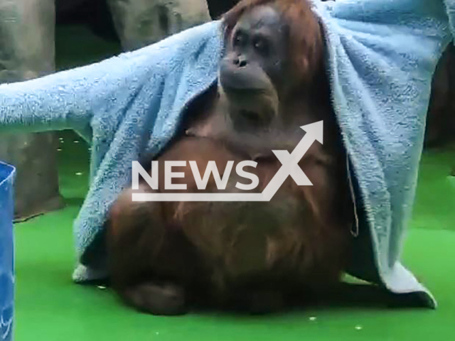 Orangutan tries on a bathrobe, undated. The footage was obtained from General Director of GAU "Moscow Zoo" Svetlana Akulova on Monday, 23 September, 2024. Note: Photo a is screenshot from a video(Svetlana Akulova/Newsflash)