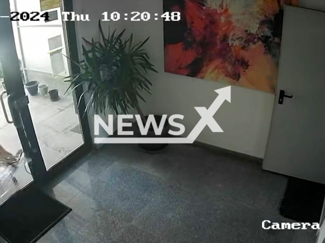 A goat attacks glass door of a residential building in Pipera, one of the most expensive residential areas of Bucharest, Romania on Thursday, Sep. 12, 2024. The goat broke the door and ran away. Note: Photo is a screenshot from a video. (Newsflash)