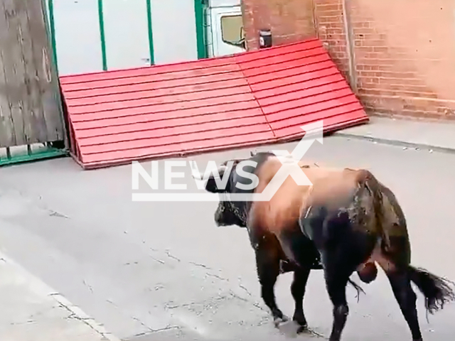 Bull slips through a fence gap and attacks the public in Pantoja, Spain, Tuesday, Sep. 24, 2024. The fatal victim is a 74-year-old man.Note: Photo is a screenshot from a video. (Newsflash)