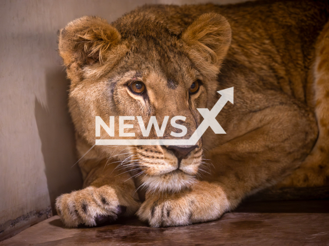 Photo shows lioness Vanda, undated. She was rescued from Ukraine together with other lions. Note: Licensed photo. (Zoo Planckendael/Newsflash)