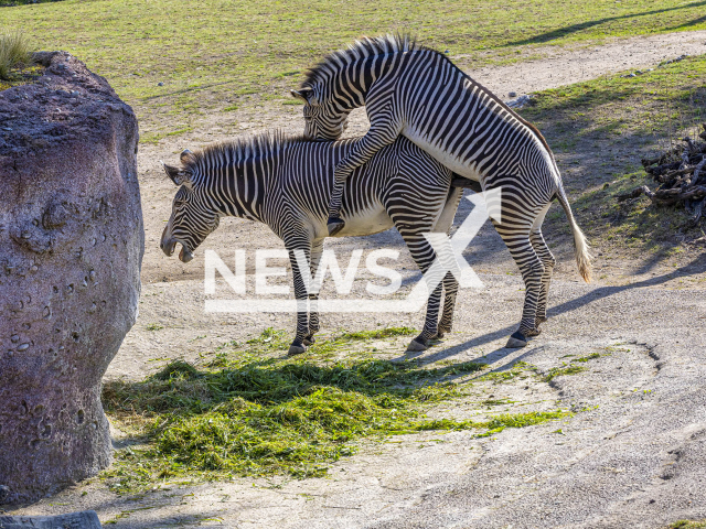 Image shows zebra stallion Rashidi going at it with a mare, undated photo. He arrived at Zurich Zoo, in Switzerland, in September 2024. Note: Licensed content. (Zurich Zoo, Enzo Franchini/Newsflash)