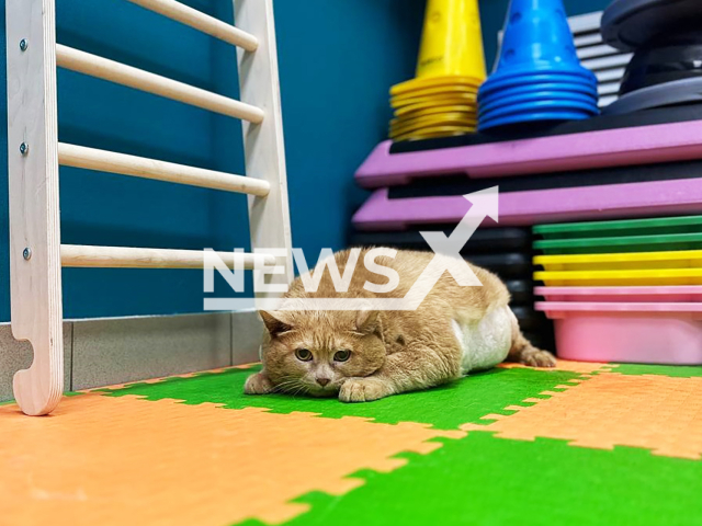 Photo shows overweight cat Kroshik first time purring at the veterinary clinic in Perm, Russia on Friday, Sep. 20, 2024. The cat started to lose weight. Note: Picture is private used in local media.(@vetrehab_dogmas/Newsflash)