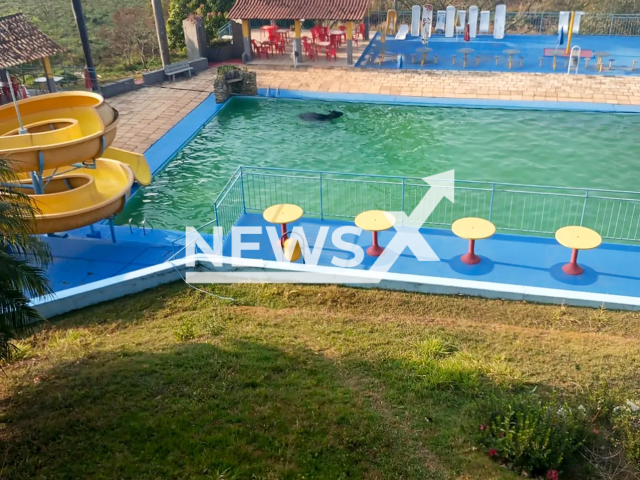 Buffalo swims in a club pool in Oliveira, Brazil, Tuesday, Sep. 24, 2024. The animal was rescued without injuries. Note: Photo from fire department. (@bombeirosoliveira/Newsflash)