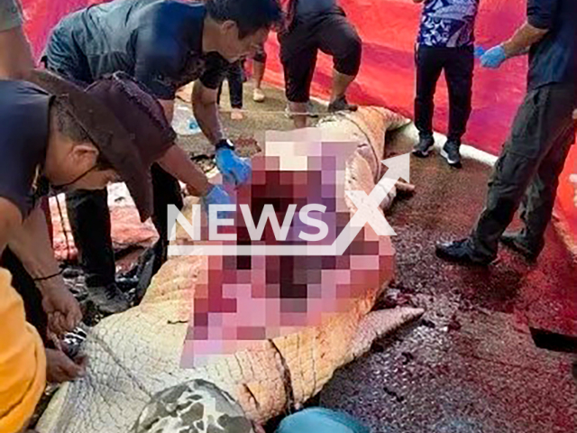 Picture shows the first crocodile that was captured by the Sarawak Forestry Corporation on Friday, Sep. 27, 2024. Teeth, bones and coins were found in crocodile. Note: Private photo taken from local media. (Newsflash)