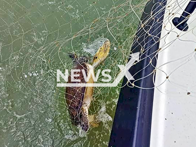 Picture shows the green turtle trapped in illegal fishing net in Penha, Brazil, Wednesday, Sep. 11, 2024. It was rescued and released. Note: Police photo. (PMSC/Newsflash)