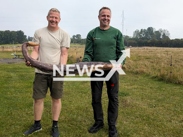 Morten Gebhardt (left) and Kenneth Nielsen hold the whale penis in their hands, undated. They thought the thing was a giant sea serpent. Note: Photo obtained with permission from Rene Vilsholm. (Rene Vilsholm, NaturBornholm/Newsflash)