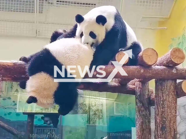 Panda mum bites panda cub Katyushka on the bum while playing at Moscow Zoo, Moscow, Russia, undated. The footage was obtained by Newsflash from the zoo's general director, Svetlana Akulova, on Tuesday, 1 October, 2024. Note: Photo is a screenshot from a video. (Svetlana Akulova/Newsflash)