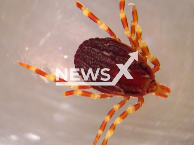 Image shows a  hard-bodied tick (Hyalomma marginatum), in alcohol, undated photo. The picture was taken through a dissecting microscope. Note: Photo is on the public domain. (Newsflash)