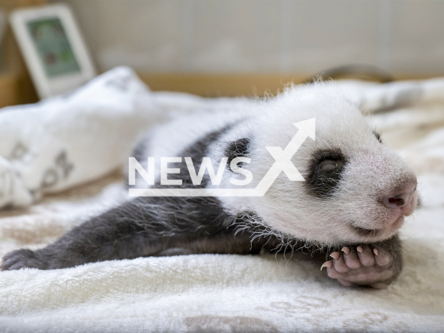 Image shows one of the two panda cubs, undated photo. Berlin Zoo, Germany, will charge visitors EUR 460 (GBP 383) for the panda tour. Note: We have obtained permission to use this photo from Hanja Runge. (Berlin Zoo/Newsflash)