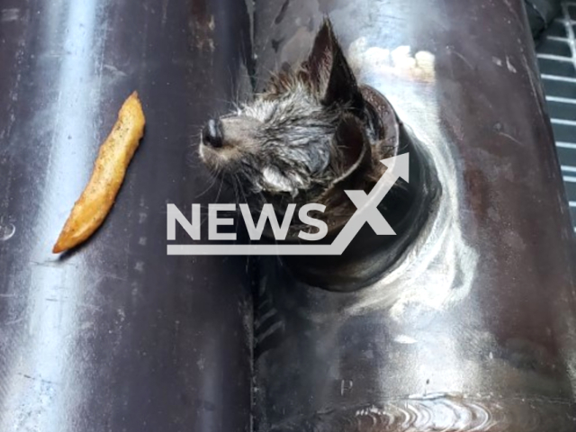 Baby fox that got stuck in a hole rescued from a construction site near Oracle Park in May 2022.
Note: Fire Brigade photo(@SFFDPIO/Newsflash).