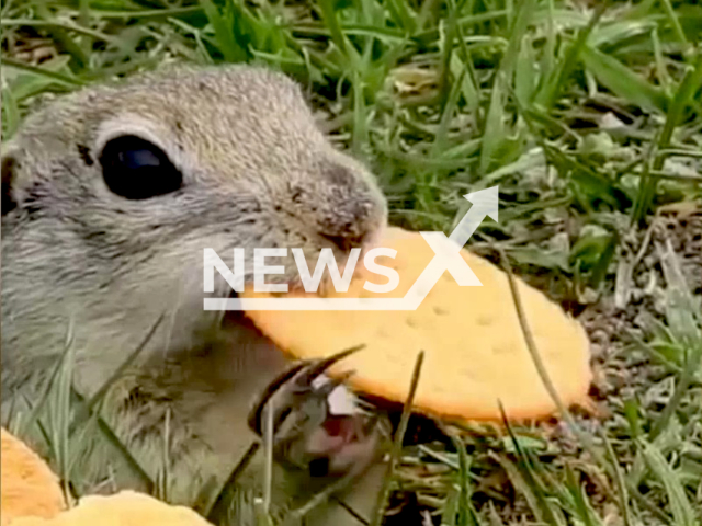 Description: Photographer Ayhan Ozdemir filmed a squirrel eating crackers in the city of Pulumur in Tunceli, Turkey on 3rd May 2022. Notes: Photo is screen from video.(@ayhan_photo24/Newsflash)