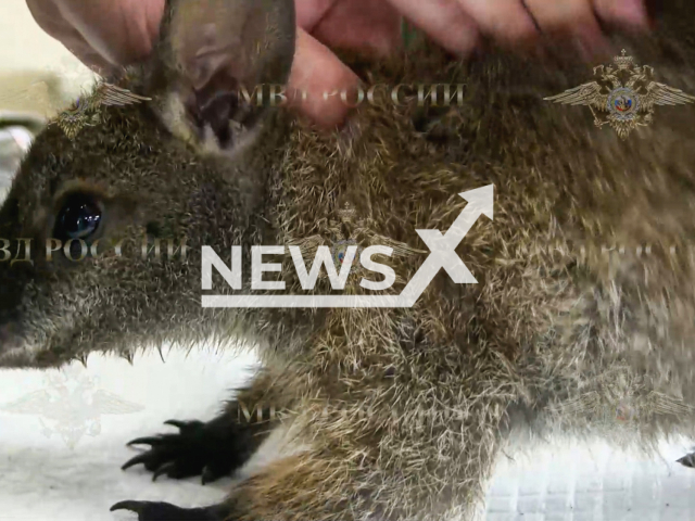 Photo shows a  wallaby cub kidnapped from one of Russian zoos in Vladimir Oblast, Russia, on Monday, Sep. 30, 2024. By reselling marsupials Ivan Nekrasov, 31, hoped to save up for a rare monkey. Note: Photo is a screenshot from a video. (MVD/Newsflash)