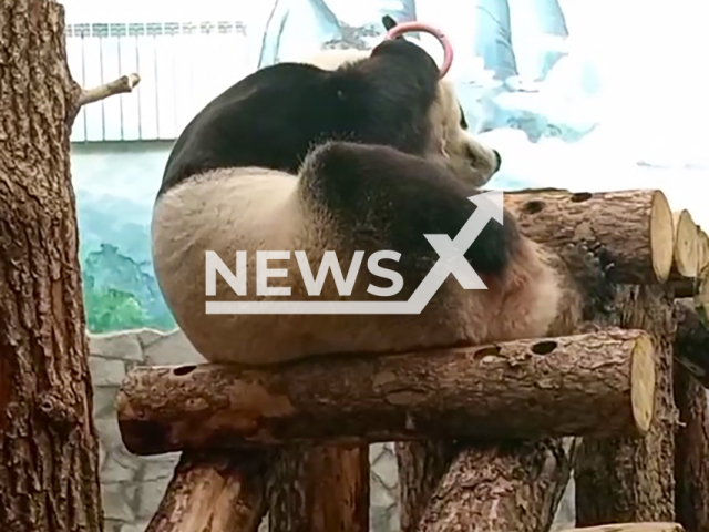 Footage shows male panda Zhui in his enclosure at Moscow Zoo, Russia on Wednesday, Oct. 2, 2024. He played with a ring toy.  Note: Photo is a screenshot from a video. (Moscow Zoo/Clipzilla)