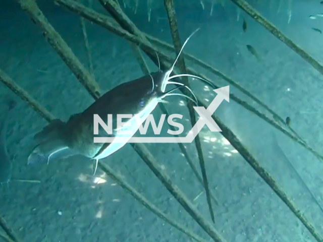 Image shows an African sharptooth catfish (Clarias gariepinus), undated photo. The Oberland Sohland eV fishing club were fined EUR 1,500 (GBP 1,256) for letting 160 fish freeze in cold water. Note: Photo is a screenshot from a video. (Newsflash)