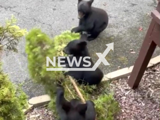 Bear cubs having fun playing with bushes on a property in Gatlinburg, Tennessee, USA. Note: Photo is a screenshot from the video (@erichadventures/Newsflash)