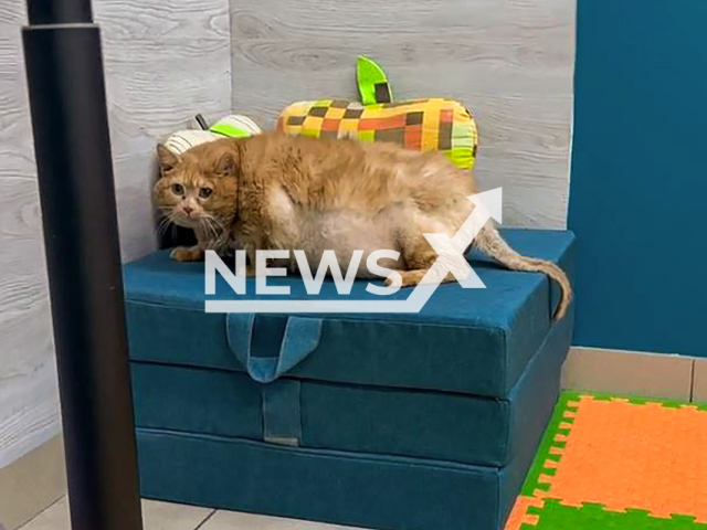 Cat named Kroshik jumps onto the pouf in Perm, Russia, undated. He 'cheated' on weigh scale. Note: Photo a is screenshot from a video(Newsflash)