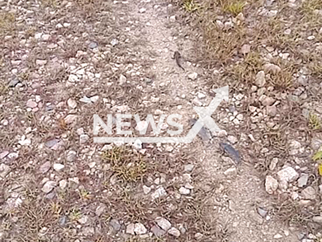 Image shows the climbing perch fish on the road, undated photo. A man spotted them in Pahang, Malaysia. Note: Photo is a screenshot from a video. (Newsflash)