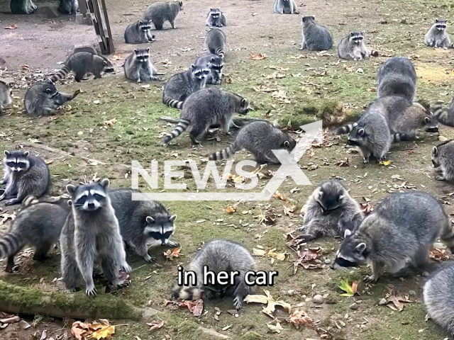 Video shows a woman's property overwhelmed by raccoons after nearly four decades of feeding them in Poulsbo, Washington in the United States on Thursday, Oct. 3, 2024. She contacted authorities for help as she found herself surrounded by the animals, prompting a Sheriff's Deputy on patrol to respond to the unusual invasion.Note: Photo is a screenshot from a video. (@kitsapcountysheriff/Newsflash)