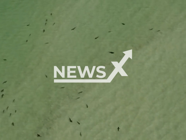 An aerial video of dozens of sharks circling in the waters off the Gulf Coast in Pasco County, Florida, USA, on 4th May. Note: This picture is a screenshot from the video (@pascosheriff/Newsflash).