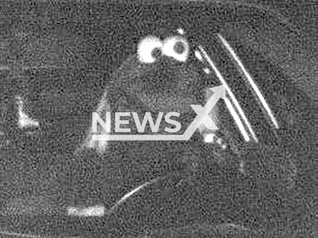 Image shows Cookie Monster, undated photo. A camera in Dortmund, North Rhine-Westphalia State, Germany, caught the  individual driving over the limit on Friday, Sept. 20, 2024. Note: Licensed content. (PP Dortmund/Newsflash)