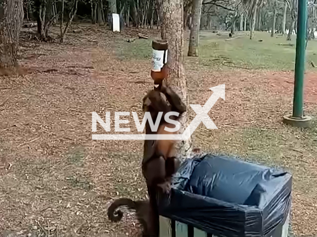 Monkey drinks beer in Cascavel, Brazil, undated. The Municipal Department of the Environment warned about the risks of this type of behavior to the health of animals. Note: Photo is a screenshot from a video. (Newsflash)