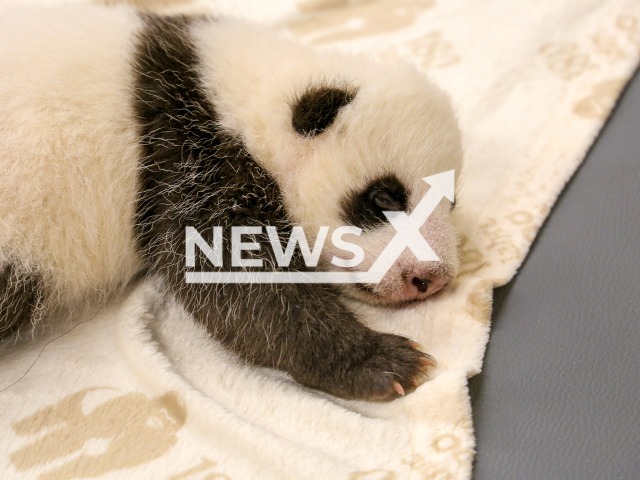 Image shows one of the giant panda cubs at Berlin Zoo, Germany, undated photo. They opened their eyes for the first time in October 2024. Note: Newsflash obtained permission to use the photo from Svenja Eisenbarth from Berlin Zoo. (Berlin Zoo/Newsflash)