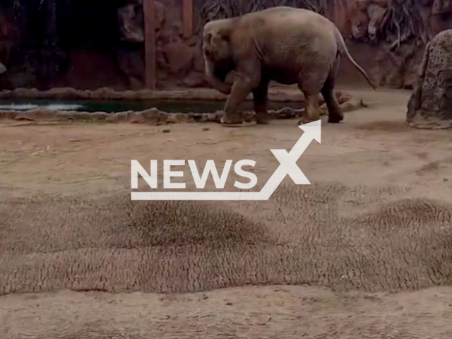 Description: The elephant Trompita warns about an antelope that fell into a pool of water at the La Aurora Zoo, in Guatemala City, Guatemala, on 29th April. Notes: Photo is screen from the video(@maria.i.diazruiz/Newsflash)