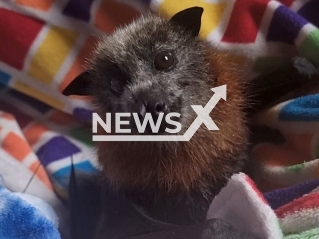 The bat caught in barbed wire was rescued in Singleton, Australia. Note: We have obtained permission for this photo. (@raychlepeach/Newsflash)