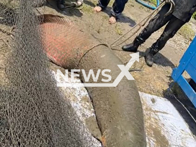 Fisheries Department officers capture giant arapaima fish in Masjid Tanah, Malaysia, undated. It reportedly had an aggressive behavior. Note: Department of Fisheries photo. (@dofselangor/NF/NewsX)