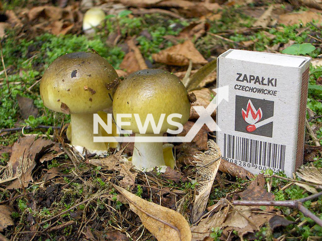 Image shows the poisonous death cap mushroom (Amanita phalloides), undated photo. Three children in Essen, North Rhine-Westphalia State, Germany, are in urgent need of a liver transplant. Note: Photo is on the public domain. (NF/newsX)