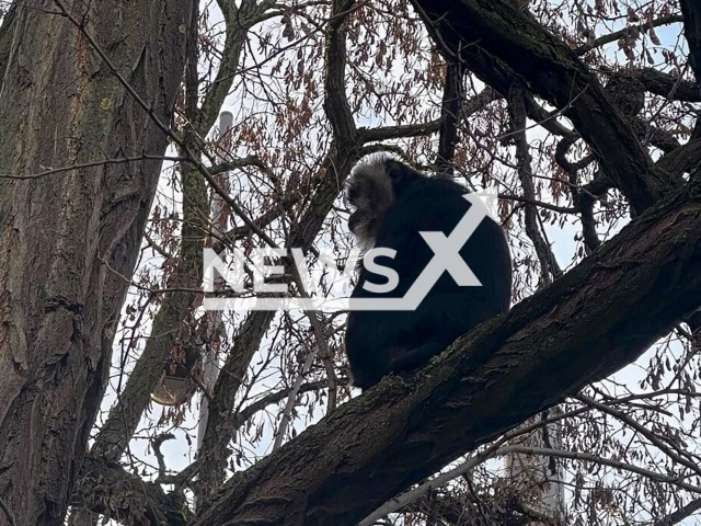 Image shows the stolen lion-tailed macaque (Macaca silenus) Ruma, undated photo. Two teens, aged 17 and 18, who kidnapped it, are set to appear in court. Note: Licensed content. (Leipzig Zoo/NF/newsX)