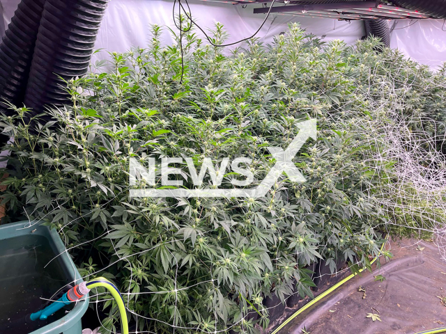 Image shows the cannabis plantation in Dusseldorf, North Rhine-Westphalia State, Germany, undated photo. Cops busted a pizzeria that served drugs on Thursday, Oct. 17, 2024. Note: Licensed content. (Dusseldorf Police/NF/newsX)