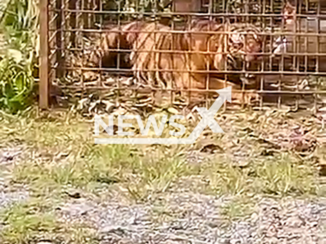 Picture shows a captured tiger believed to have attacked a man in Gerik, Malaysia, undated. It is suspected of eating two men. Note: Photo is a screenshot from a video. (Asri Saad/NF/newsX)