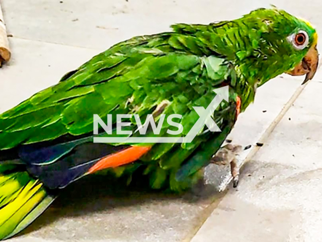 Image shows a yellow-crowned parrot, undated photo. It was rescued after 60 years in captivity in Antioquia, Colombia. Note: Private photo from social media. (@areametropol/NF/newsX)