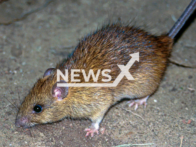 The Black Rat (Rattus rattus) which is one of the most common of the world’s 56 Rattus species, and is also known as the house, roof or ship rat. It is found throughout Africa, Asia, Australia, Europe and the Americas. Note: This photo is from a press release. (division, CSIRO/Newsflash)