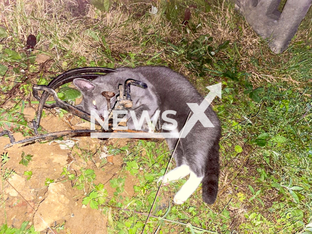 Image shows the male cat Emil, undated photo. He was killed in Eppingen, Baden-Wuerttemberg State, Germany. Note: Licensed content. (PETA/NF/newsX)