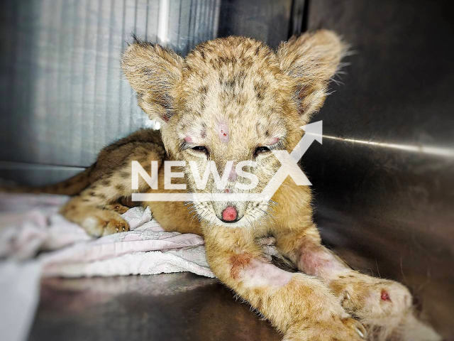 Photo shows a lion cub saved from the hookah bar in Grozny, Chechnya, Russia in October, 2024. Volunteers found a nursery in the Moscow region that agreed to take in the lion cub. Note: Picture is private used in local media. (@lions_moscow, NF/newsX)