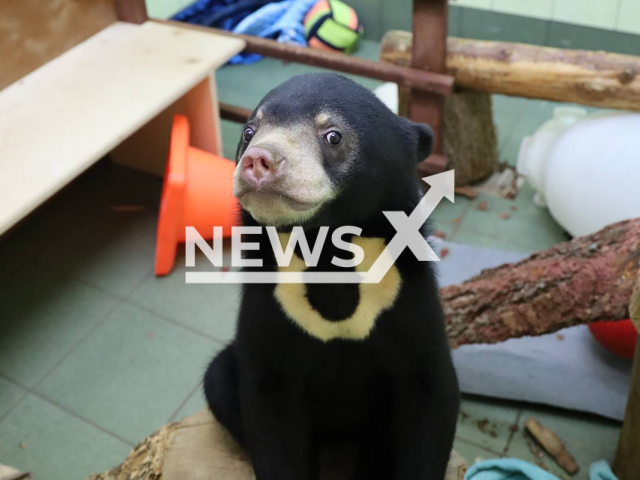 Photo shows adorable sun bear cub at Moscow Zoo, Russia on Thursday, Oct. 24, 2024. The bear arrived from Malaysia as part of a conservation programme. Note: Moscow Zoo photo. (Moscow Zoo, NF/newsX)