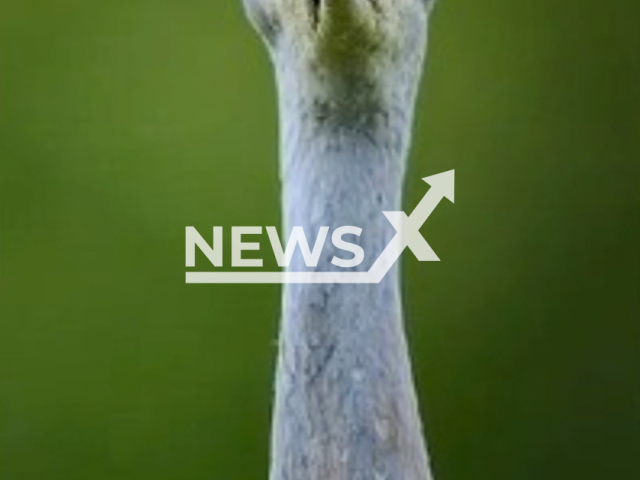 A sandhill crane does not look happy to be filmed, one of a small group of 6 that frequent the wetlands behind the photographers' house, in Tampa, Florida, USA, on 20th April. Note: Picture is a screenshot from a video (@russellmavphotography/Newsflash)