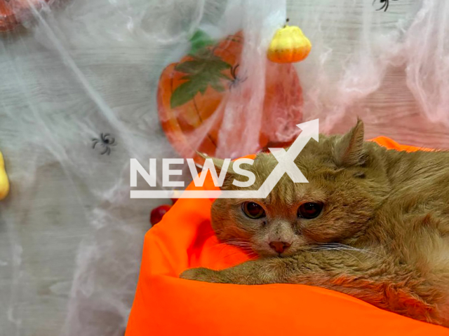 Photo shows Halloween cat Kroshik 'Crumbs' at the veterinary clinic in Perm, Russia in the end of October, 2024. It was his last days before death. Note: Private photo taken from social media. (rehabDogPerm, NF/newsX)