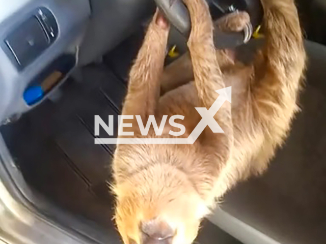 Image shows the sloth, undated photo. It was hanging from a man's car in the Ponta Negra neighborhood, in the West Zone of Manaus, Amazonas State, Brazil, in October 2024. Note: Photo is a screenshot from a video. (@cantorbrunofarkas/NF/news)