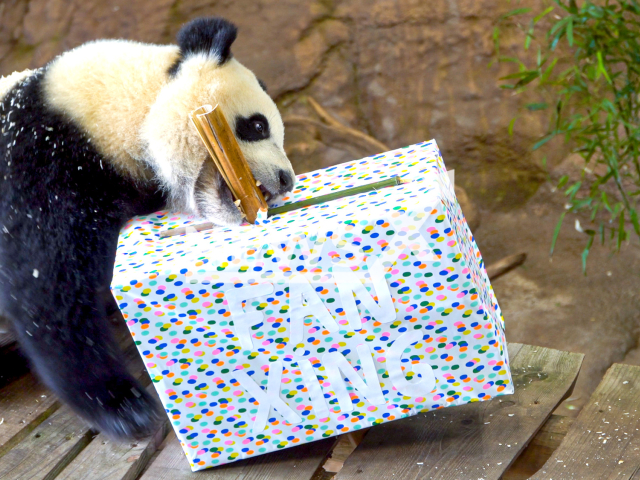 Giant panda Fan Xing celebrates his birthday at Ouwehands Zoo in Grebbeberg, Nederland in May 2022. Note: We obtained permission for this photo. (Ouwehands Zoo Rhenen/Clipzilla)